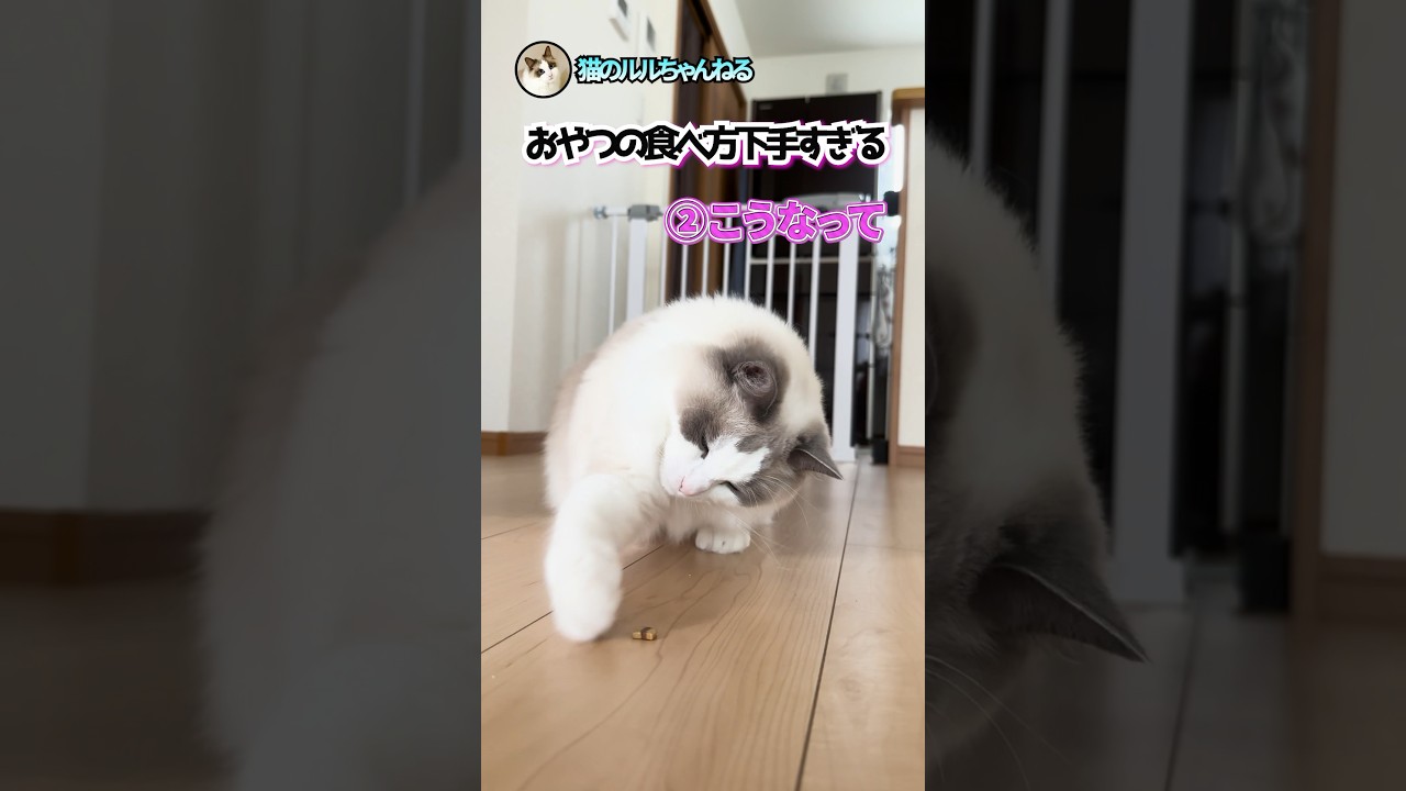 上手におやつを食べられないモフ猫 #ラグドール #ragdoll #猫 #shorts