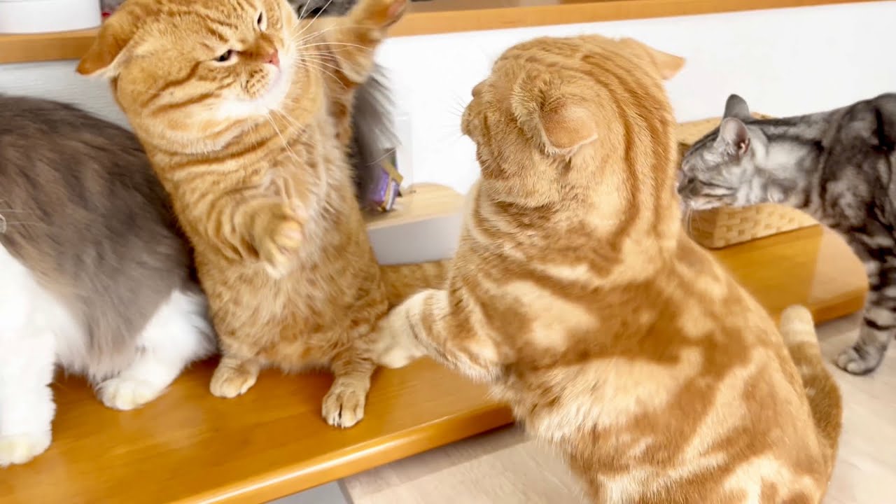 お兄ちゃんだからっておいらはひかないよ！ #猫 #マンチカン