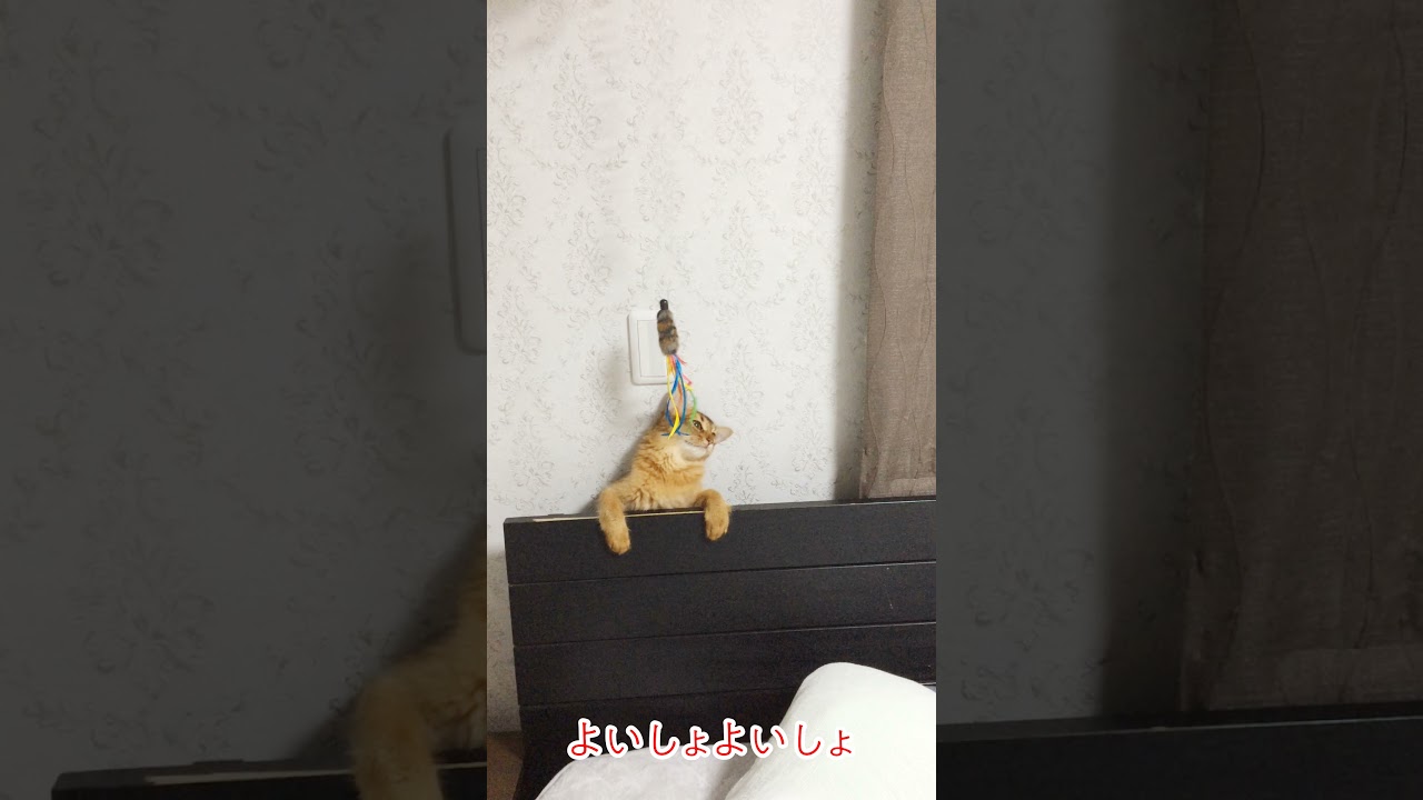 #48　必死で遊びすぎてもはや目的が変わったソマリ