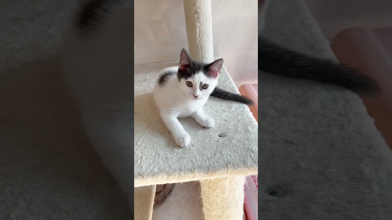 長足マンチカン男の子🩷 【お問合せ詳細は説明欄に記載あります】 #スクーカム #ブリーダー直販 #マンチカン #ミヌエット #ラパーマ #子猫 #子猫販売 #猫 #猫のいる暮らし #猫動画