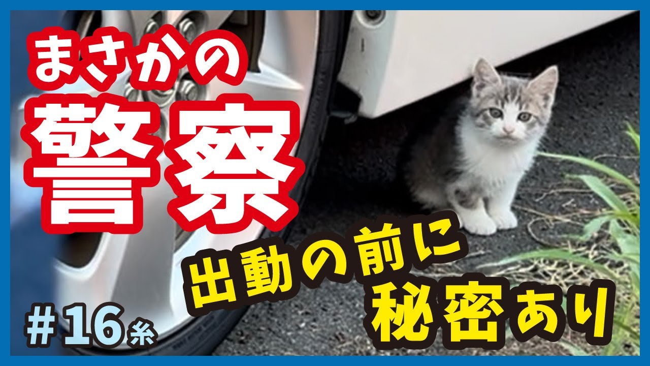 【保護猫 警察沙汰】暴走子猫の起源はここにあり？保護活動をしていたら警察出動となった当日の出来事。【もふもふ子猫・糸16】/cat and police