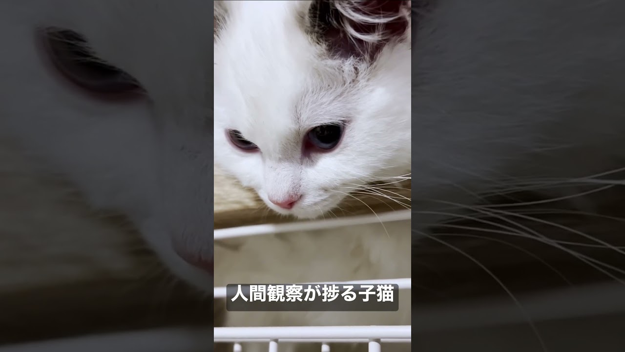 Vlog #26｜人間観察が捗る子猫 #shorts #テミー #ラグドール #猫 #子猫 #アンダーテール