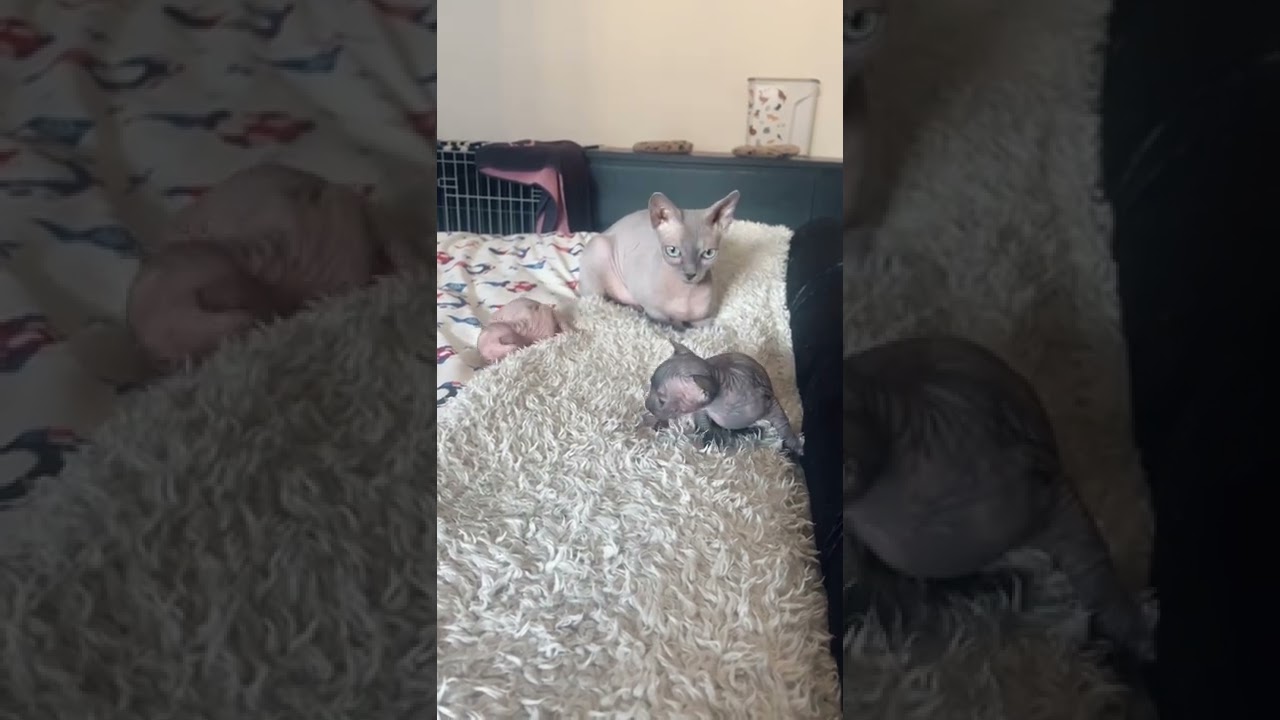 Those little wobbly legs ❤️😍🥰 #explore #sphynx #meow #cutecat #kitten #catlover #cat #catsoftikto