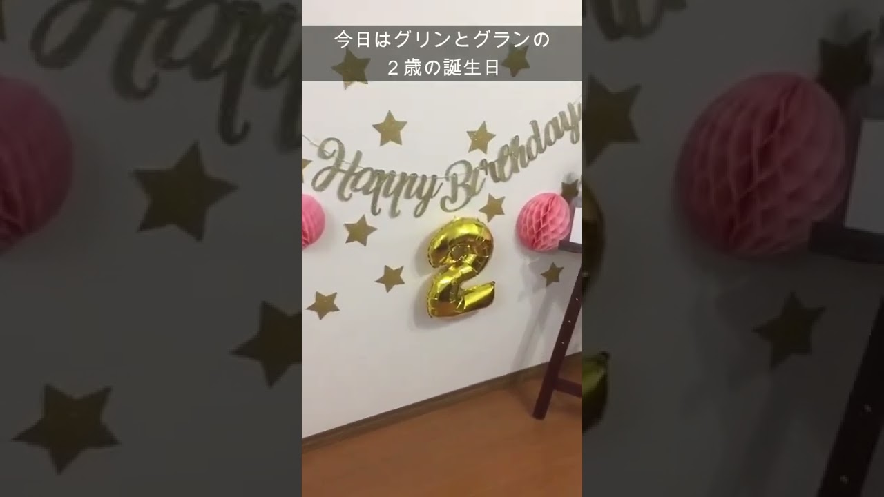 グリンとグランの陽だまり日記～誕生日～　猫　ヒマラヤン　#Shorts