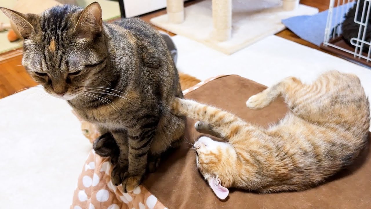 猫見知りな子猫がお姉ちゃん猫に触れる事が出来ました