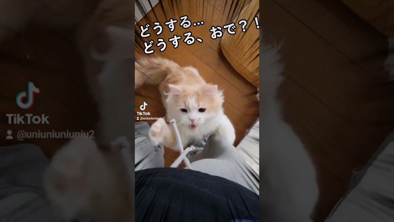 【子猫】結局ひもが一番大好きにゃ #ラガマフィン #猫動画 #子猫 #cat