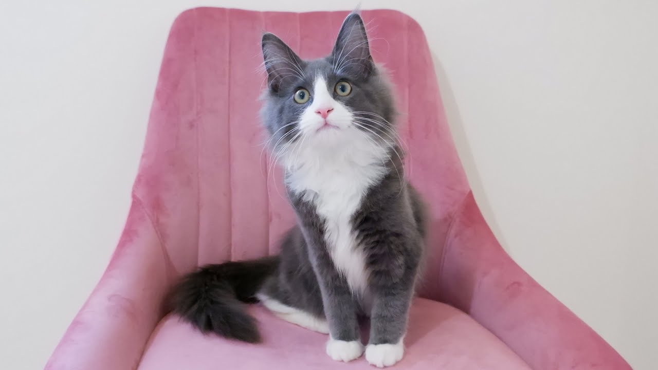 【超元気】めちゃくちゃ元気な仔猫ターキッシュアンゴラがかわいい💖