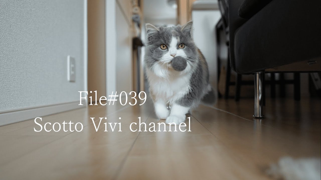 File#039～まるで犬！？長毛スコティッシュフォールドのボール遊び～