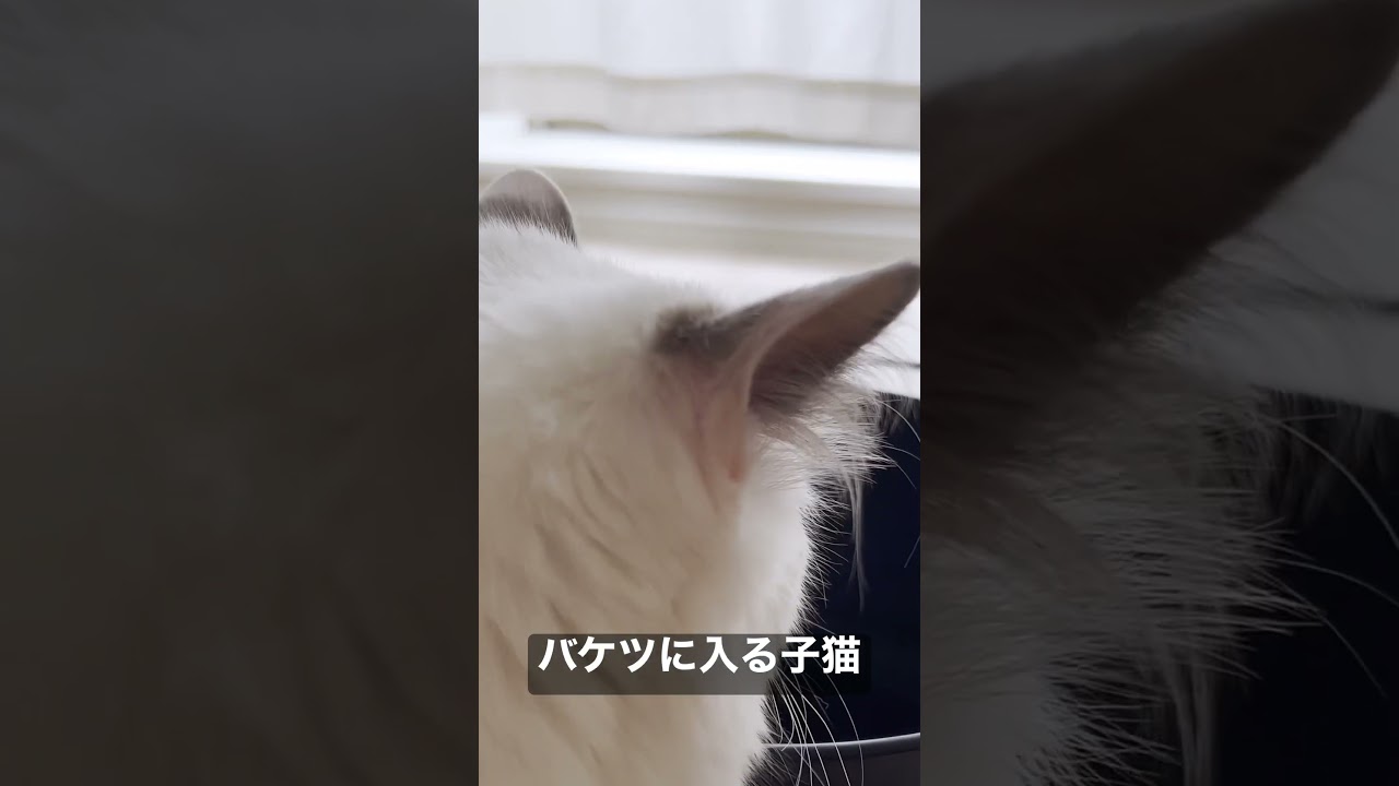 Vlog #69 | バケツに入る子猫 #shorts #テミー #ラグドール #猫 #子猫 #アンダーテール