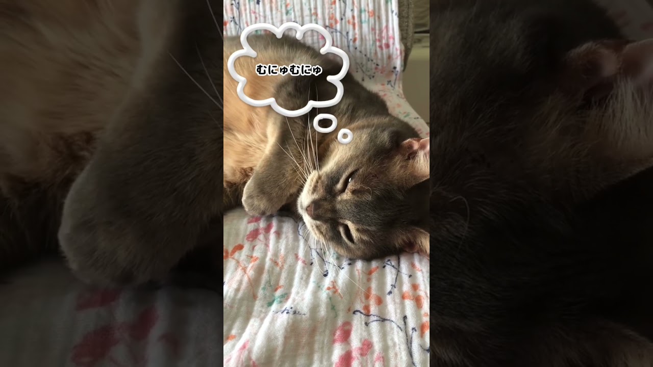 愛おしい！#shorts#猫動画#アビシニアン#cat#まな猫