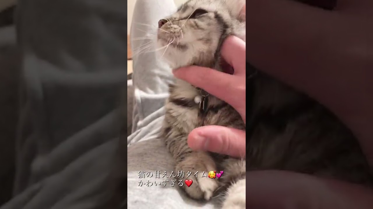 「アメリカンカール⭐︎のり太」猫（のり太）の甘えん坊動画🥰❤️
