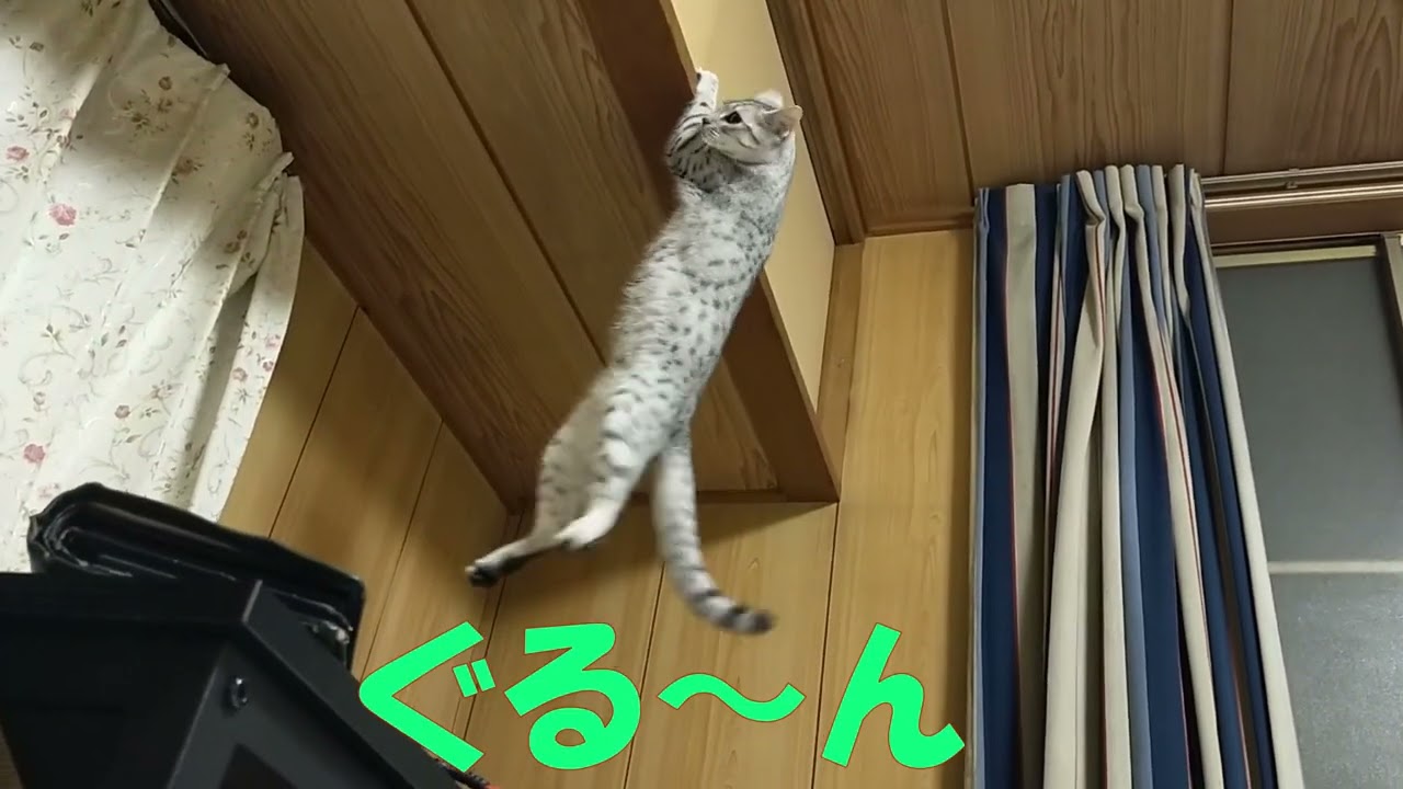 【エジプシャンマウはる】　猫忍者　（猫動画）
