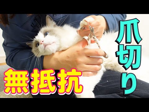 リラックスし過ぎなラグドール猫の爪切り