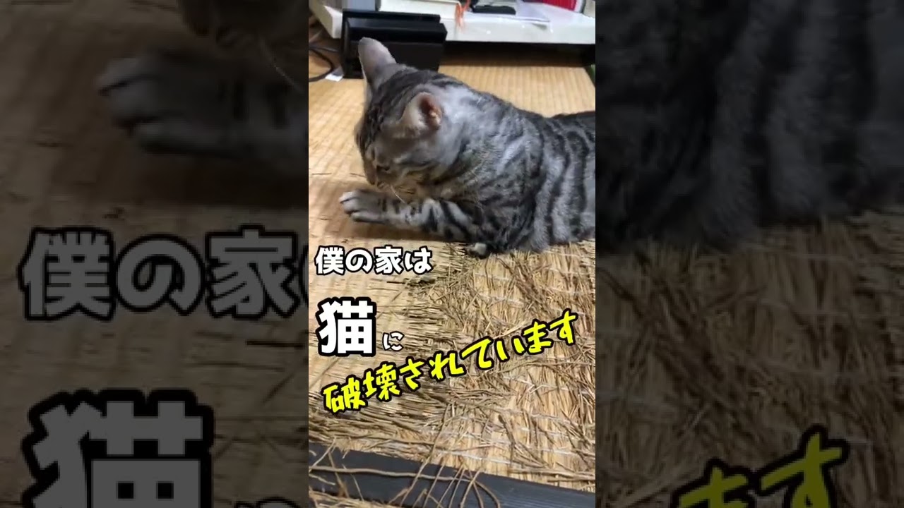 家を破壊する猫【マジヤバい】