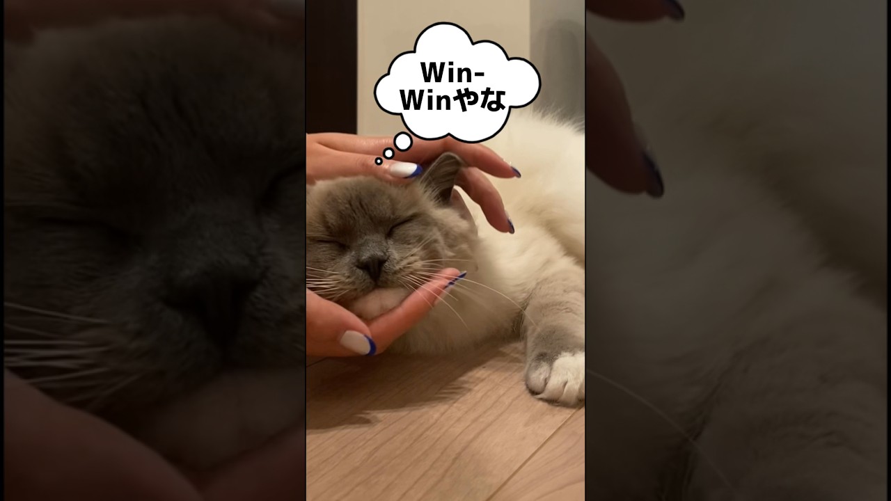 【なでられたい猫】 #ねこ #猫好き  #ラグドール #ragdollcat #猫 #cat #猫動画 #かわいい猫 #catlover #癒し  #猫のいる暮らし  #甘えん坊 #shorts