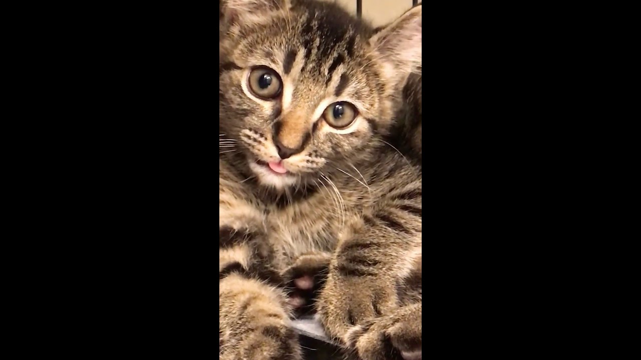 アメリカンカール アゴは😸