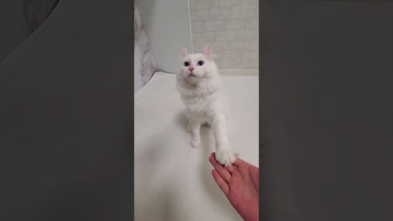 お手をしたのにおやつを貰えないと子猫はこうなります #shorts #子猫 #お手