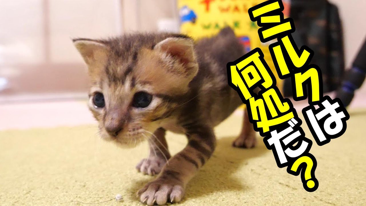 寝ボケながらミルクを探す子猫が行き過ぎてしまう【赤ちゃん猫　保護猫】