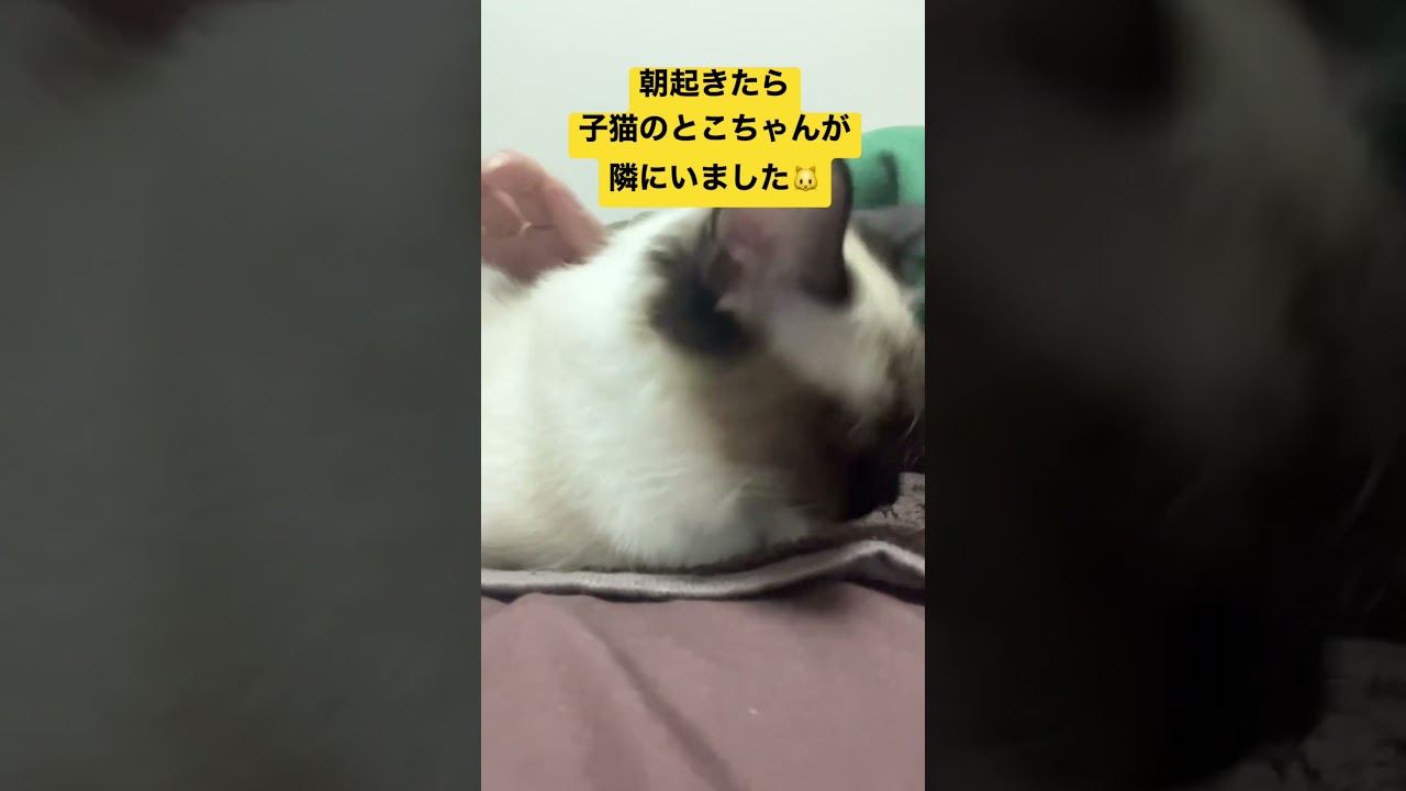 子猫のラグドールと知らぬ間に一緒に寝てました #ragdoll #kitten #shorts #ラグドール #子猫 #ねこのいる生活