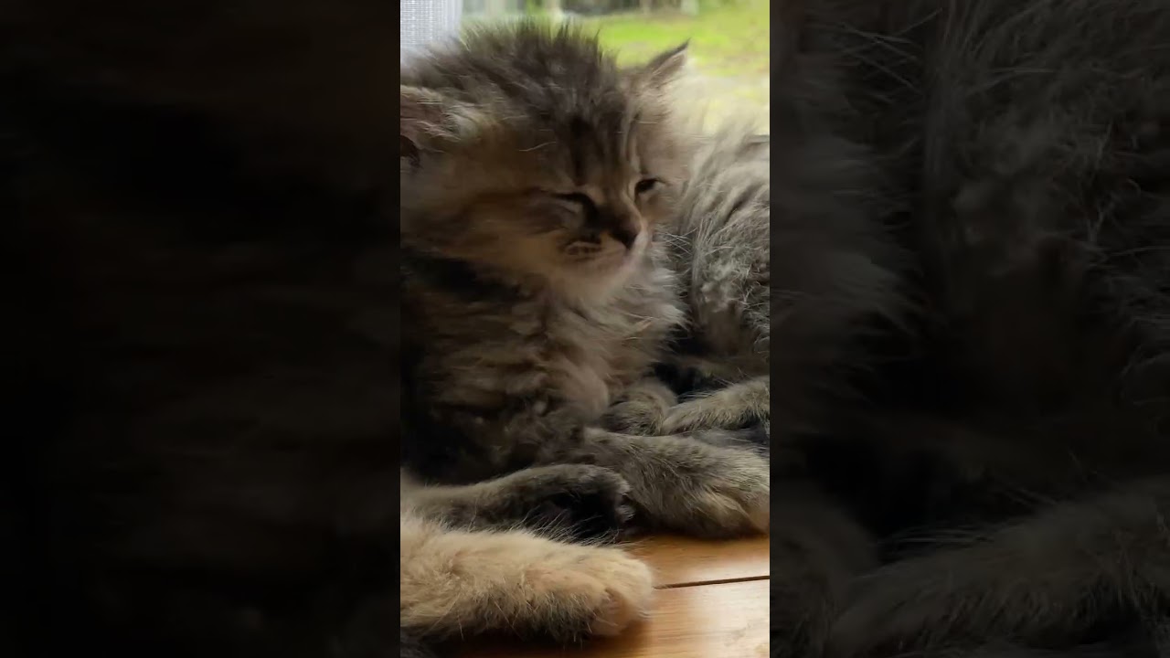 【2022】子猫が生まれて総勢７匹！【サイベリアン・ノルウェージャン・多頭飼い】 #shorts