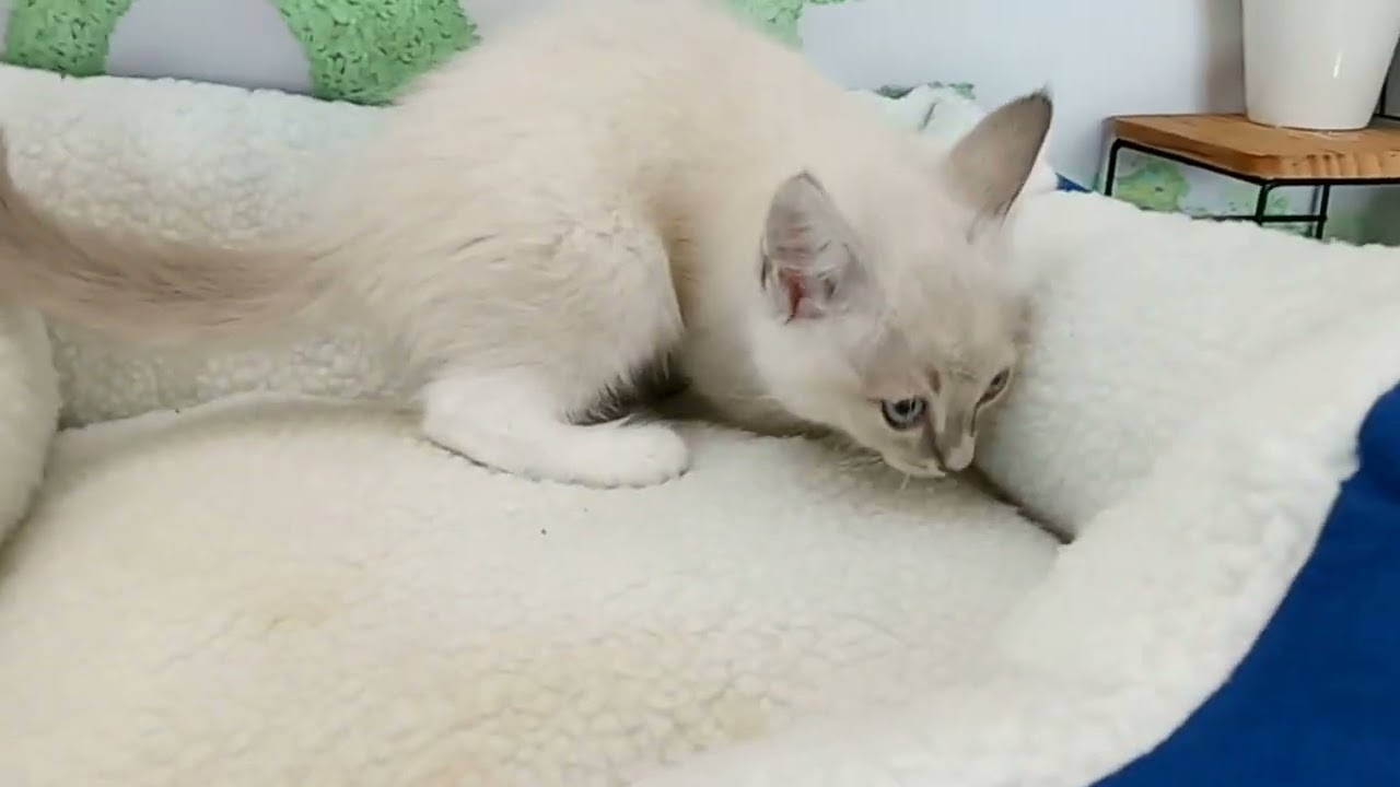 658041 ラグドール