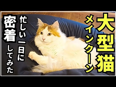 【猫の日常】忙しそうな猫に一日密着したら凄かった！/ 変な声を発声する猫