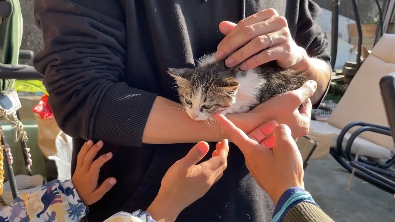 捨てられていた子猫に奇跡が起きた