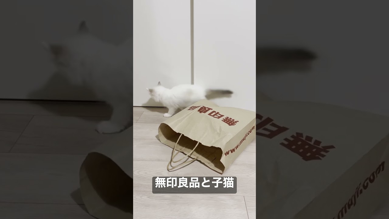 Vlog #5｜無印良品と子猫 #shorts #テミー #ラグドール #猫 #子猫 #アンダーテール