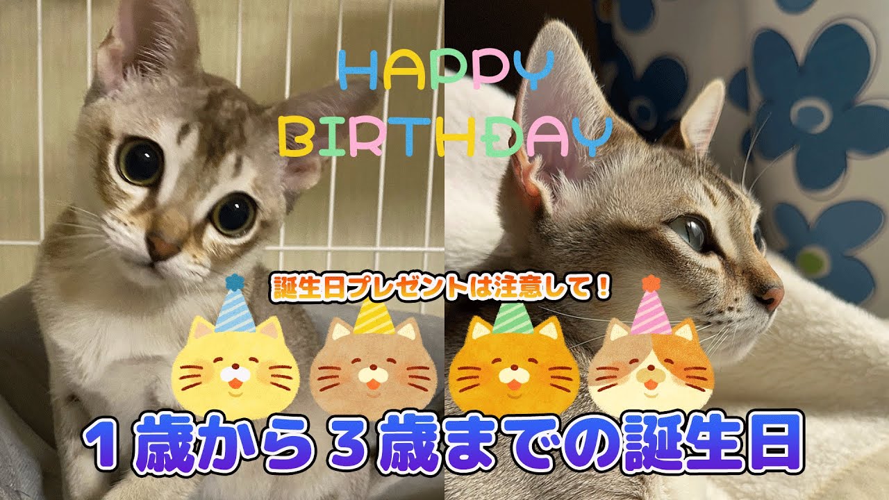 1歳から3歳までのお誕生日集【シンガプーラ】プレゼントは注意してね！#kitten #cat #birthday #シンガプーラ #pets