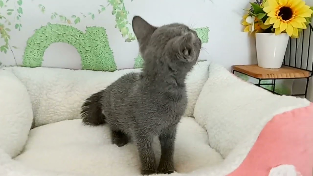 658038 ロシアンブルー