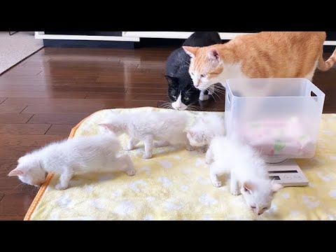 初めて子猫を見た先住猫の反応