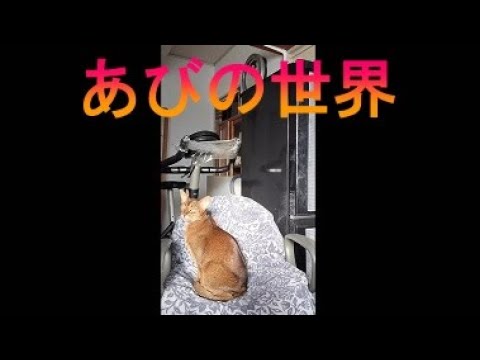 ネコ動画あび＃2561　あびの毎日　アビシニアン　あび