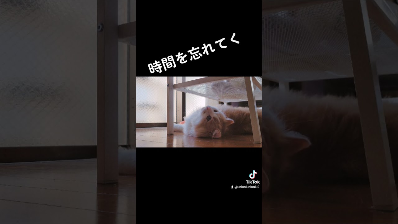 猫ってそういうもの #ラガマフィン #cat #猫動画 #子猫