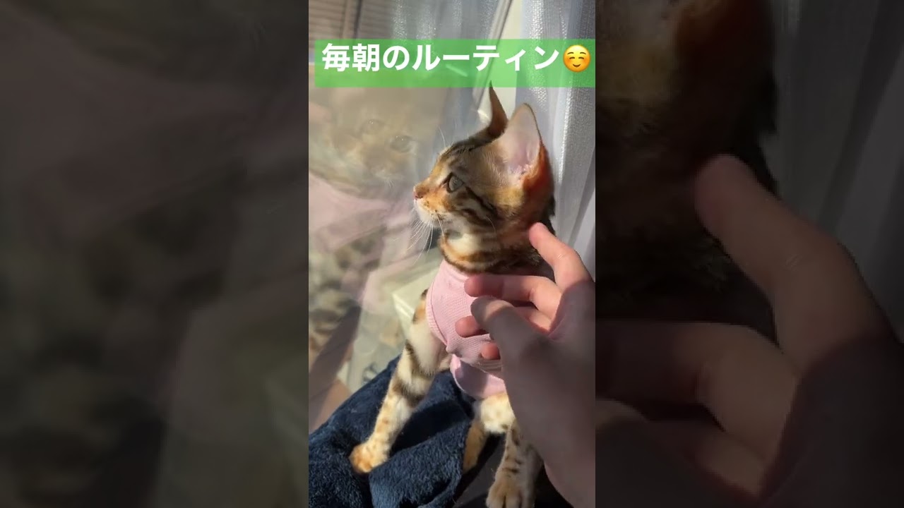 ベンガル猫とアラサー飼い主の毎朝のルーティンワーク【#shorts 】