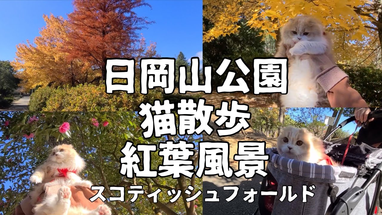 【猫散歩】美しい紅葉風景の日岡山公園（スコティッシュフォールド）