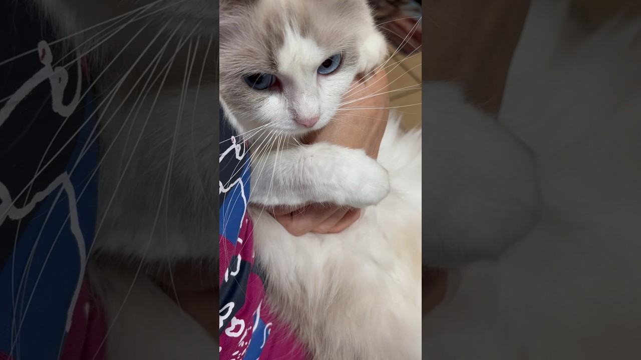 エルサ妊娠したかも🫢 #shorts #猫 #ラグドール