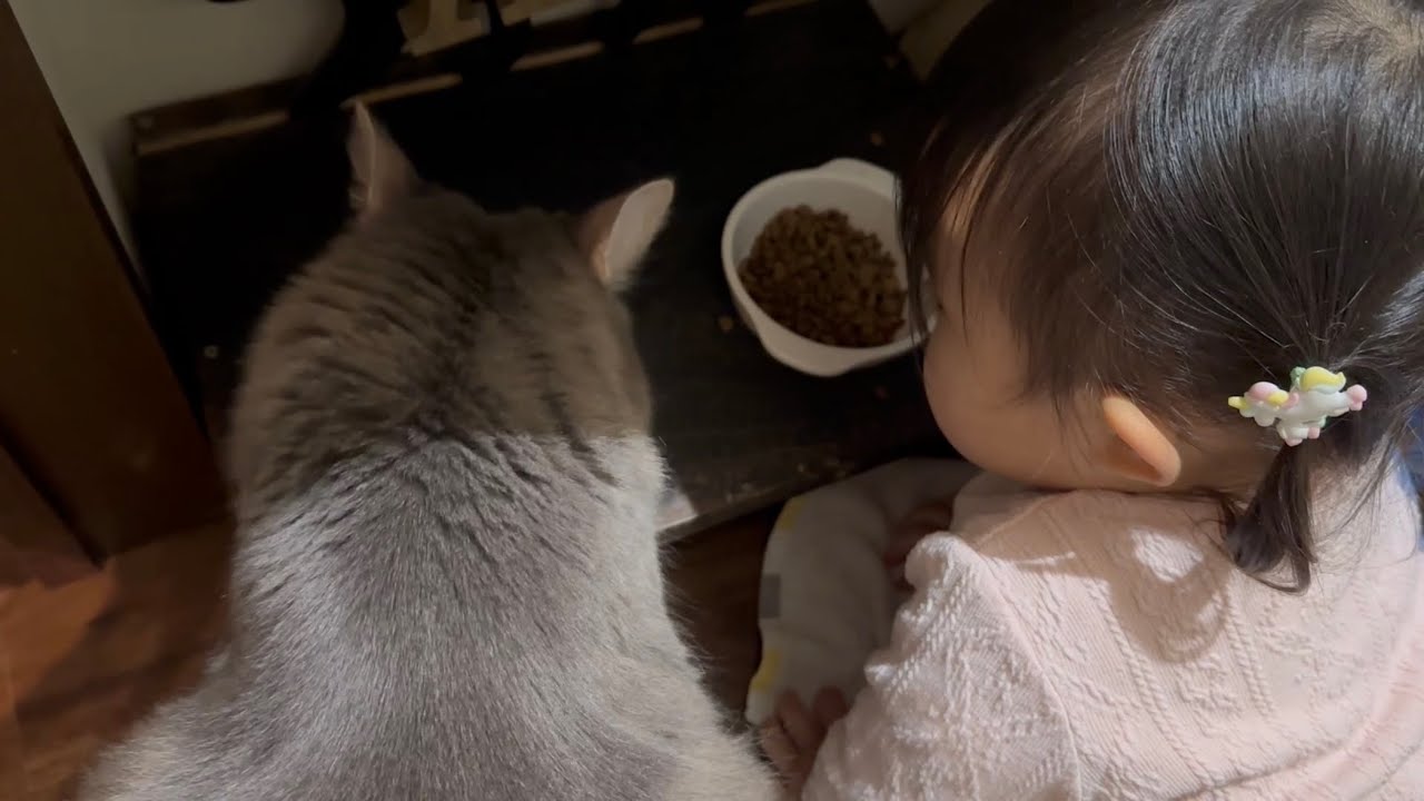 2歳児に食事をじっくり見られる猫　ノルウェージャンフォレストキャット　ラガマフィンA cat that can be seen eating. Norwegian Forest Cat.