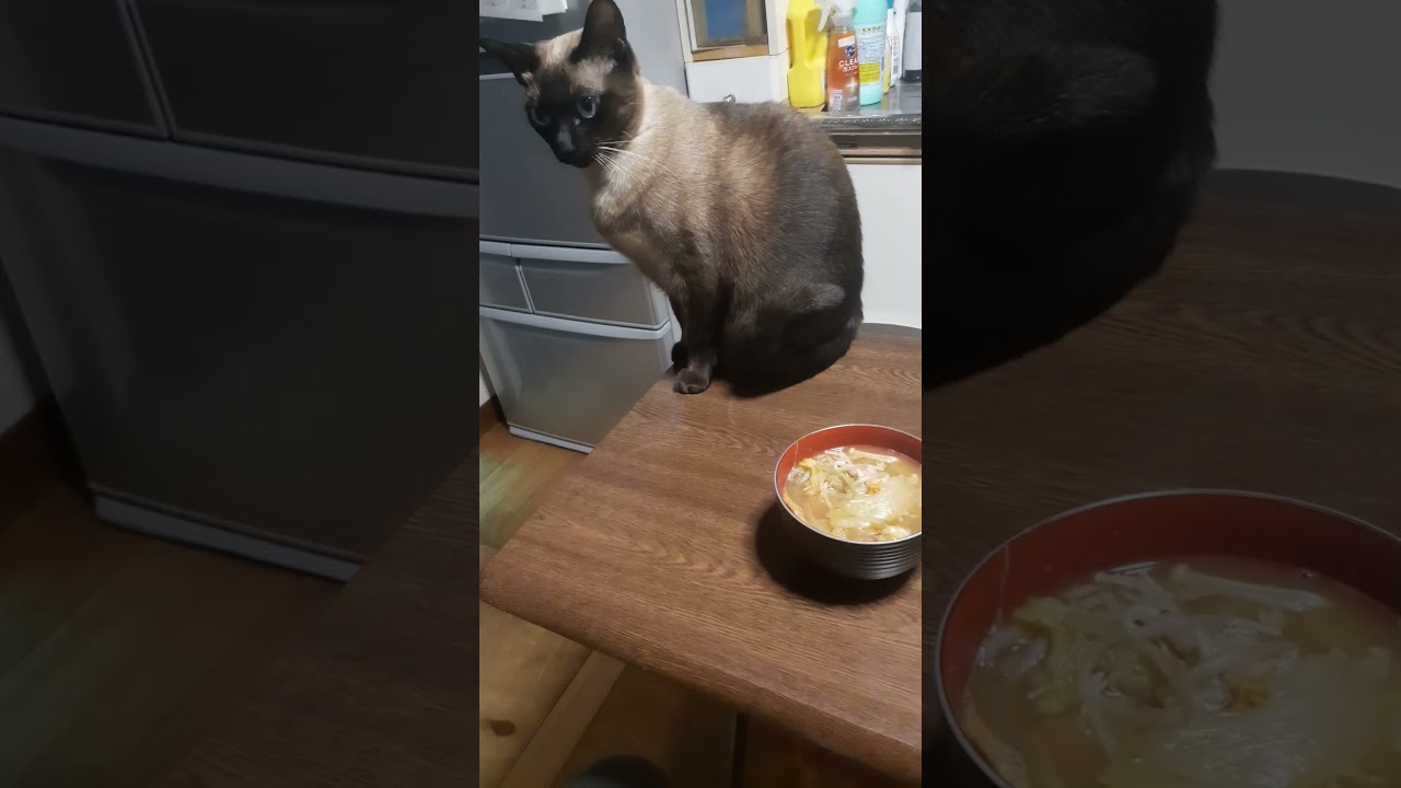俺のみそ汁を狙うシャム猫