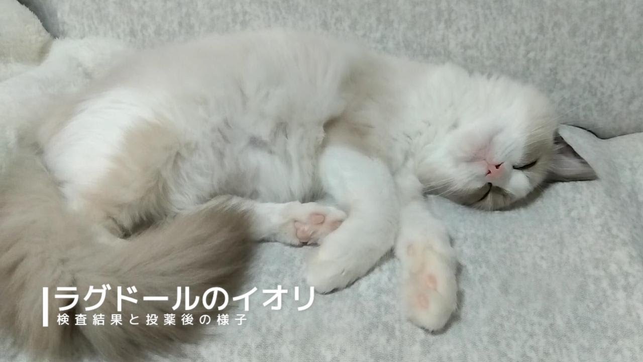 【ラグドール】FIP検査結果とその後の様子