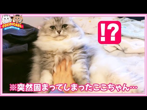 【あざらち猫】～こしょこしょここちゃん～【スコティッシュフォールド】【モフモフ猫】