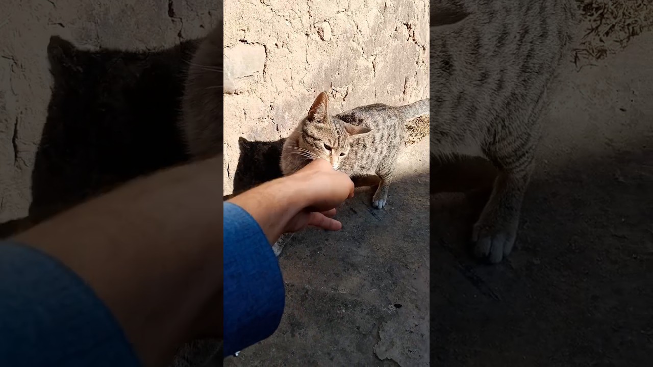 Beautiful Cat 😺 #catvideos #cat #catshorts #shorts