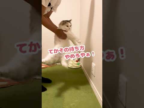 壁チャレンジをする猫達【おしゃべりする猫】 #Shorts 【猫アテレコ】