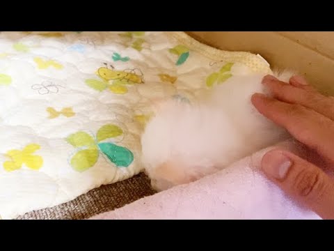 一匹だけ母猫から離れている赤ちゃん猫