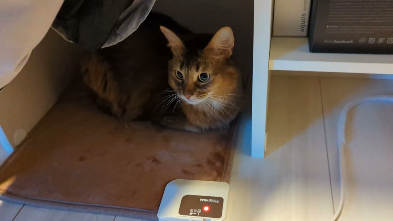 【689日目】せんす #ソマリ #cat
