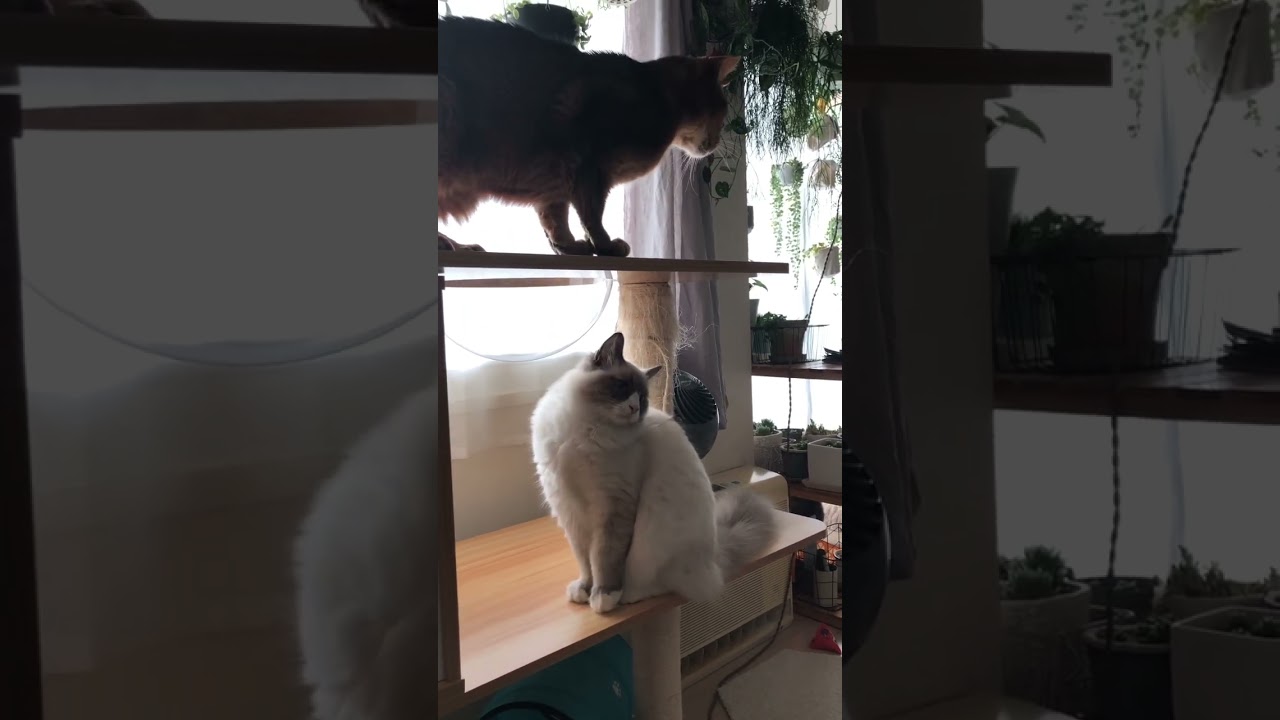 18歳と7ヶ月 #shorts #猫動画 #アビシニアン #サイベリアン #cat #まな猫