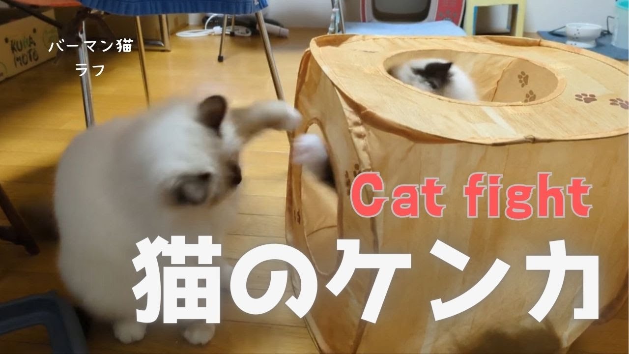 バーマン猫ラフ【猫のケンカ】Cat fight（バーマン猫）Birman/Cat