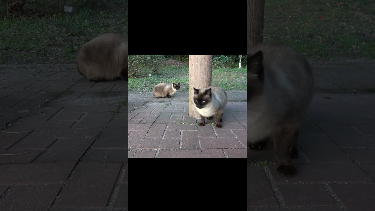 シャム猫島で２匹のシャム猫が挨拶に来てくれた🌊 #Shorts #シャム猫