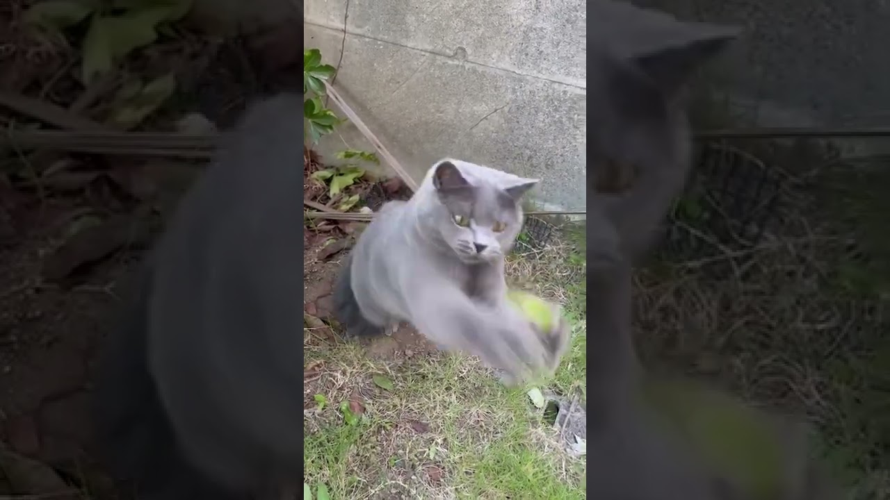 ネコジャラシが楽しいのミャン