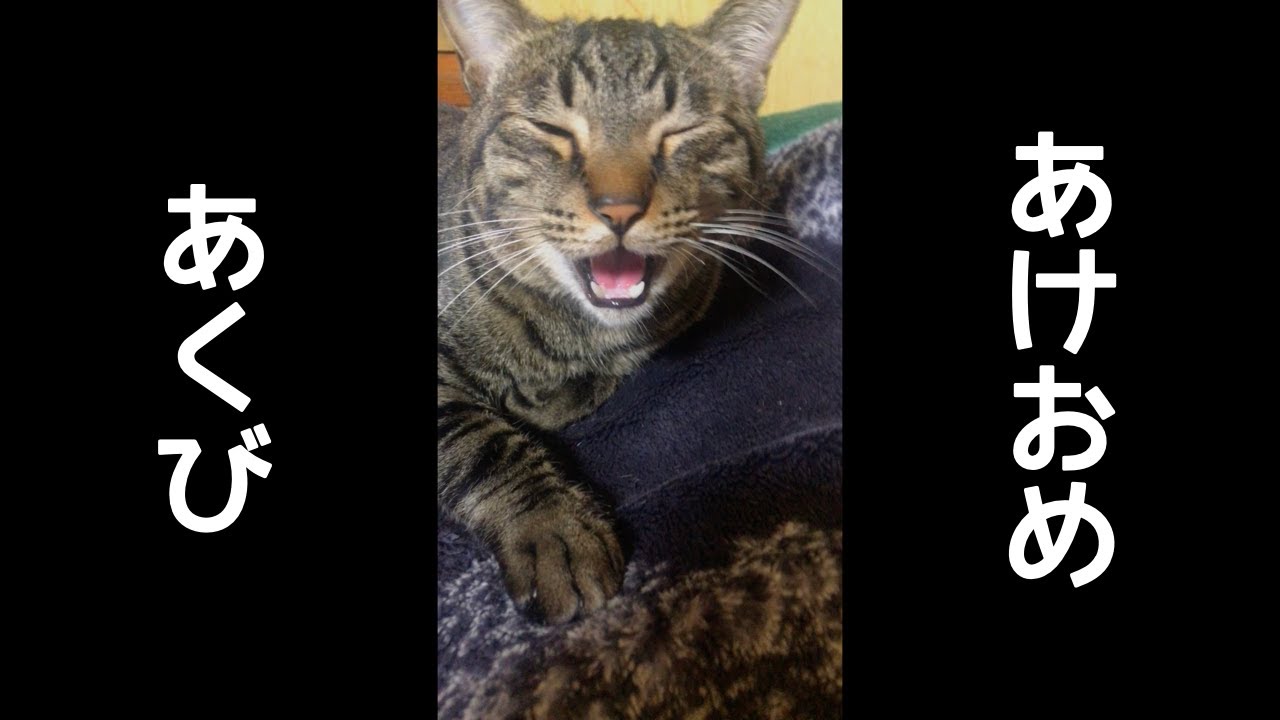 あけおめの鳴き声が可愛い猫。