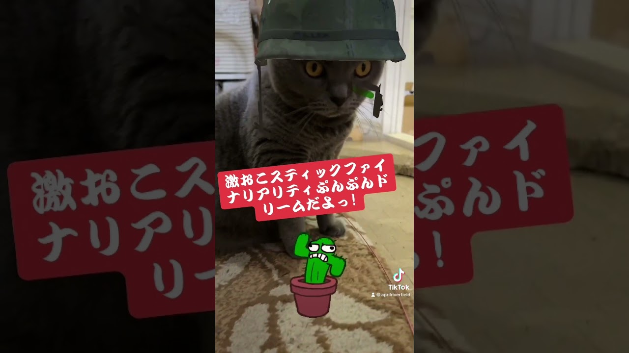 メイちゃんで遊ぶ   #japan #シャルトリュー #kawaii #猫のいる暮らし #pets #cat #猫 #ねこ #シャルトリュー #chartreux #にゃんこ
